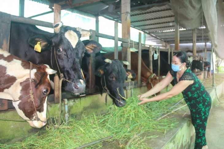 Khmer woman becomes well-off from husbandry  - ảnh 1