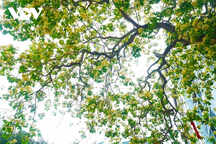 Stunning beauty of 300-year-old Hoa Bun tree in Hanoi - ảnh 2