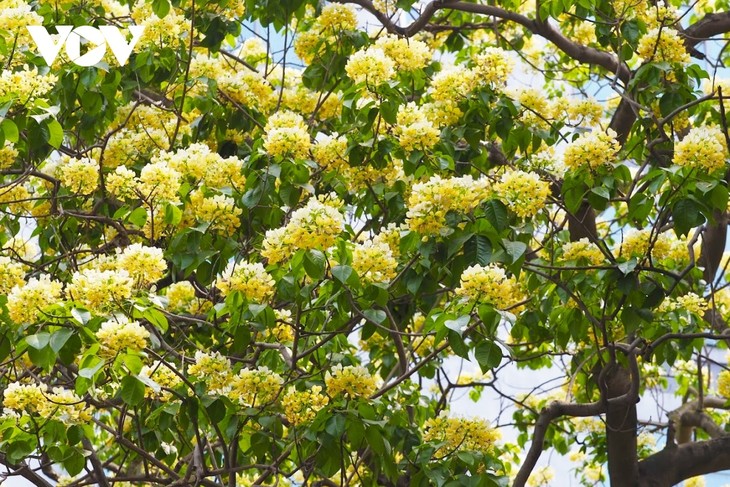 Stunning beauty of 300-year-old Hoa Bun tree in Hanoi - ảnh 3