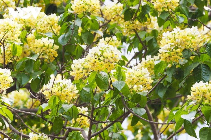 Stunning beauty of 300-year-old Hoa Bun tree in Hanoi - ảnh 4