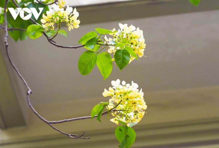 Stunning beauty of 300-year-old Hoa Bun tree in Hanoi - ảnh 5