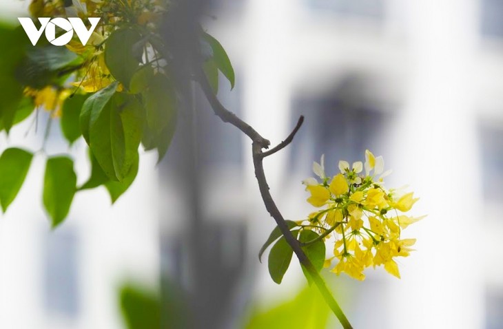 Stunning beauty of 300-year-old Hoa Bun tree in Hanoi - ảnh 7