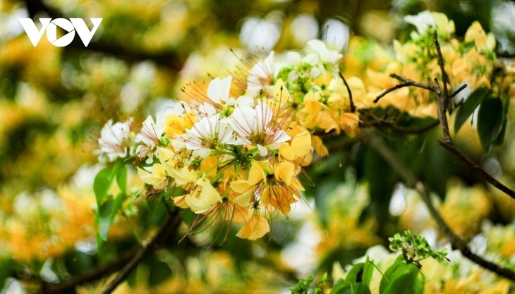 Stunning beauty of 300-year-old Hoa Bun tree in Hanoi - ảnh 8