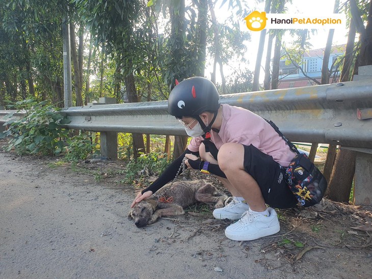 Happy homes for stray, abandoned animals in Hanoi  - ảnh 1