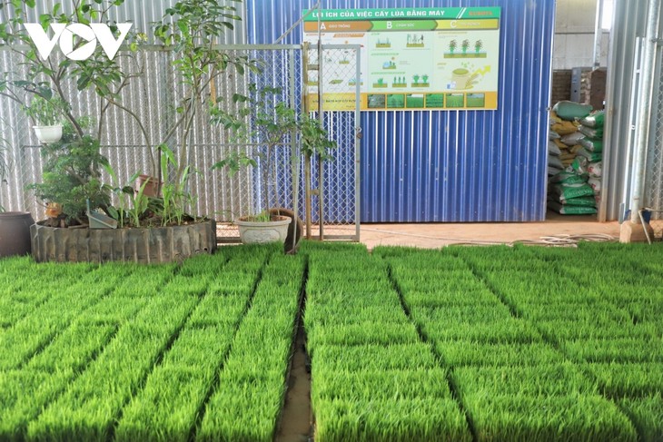 Hai Phong female farmer turns barren land into fertile paddy fields - ảnh 2