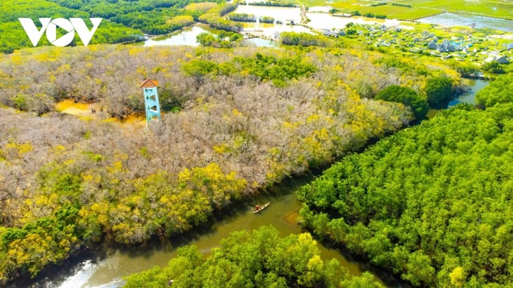 Fall foliage in Ru Cha mangrove forest - ảnh 5