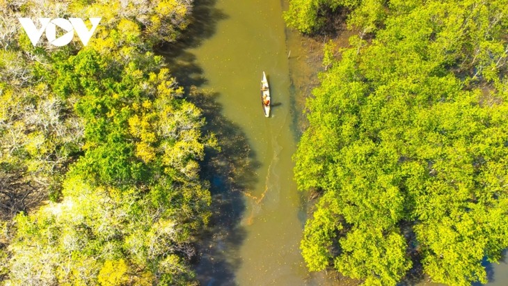 Fall foliage in Ru Cha mangrove forest - ảnh 7