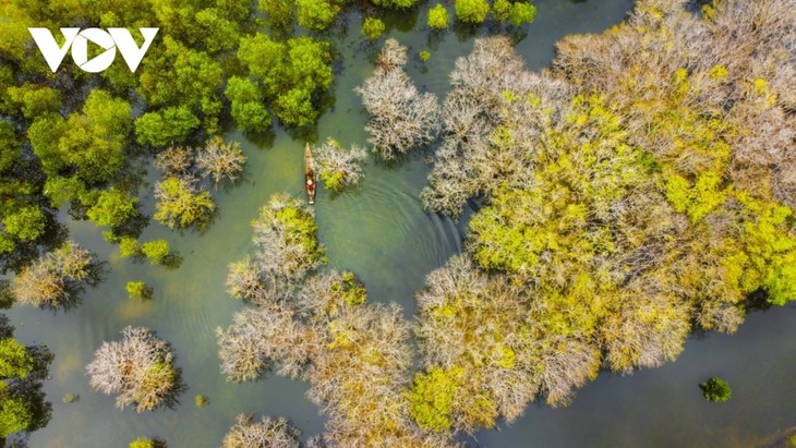 Fall foliage in Ru Cha mangrove forest - ảnh 9