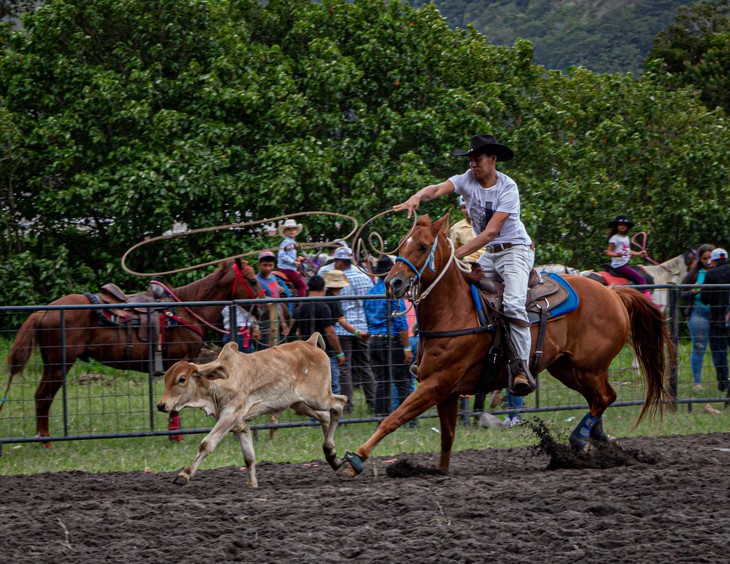 Rodeo - A symbol of the American Wild West - ảnh 1