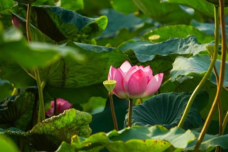 Hanoi cherishes Bach Diep lotus  - ảnh 2