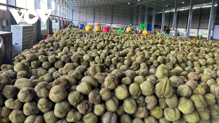 Vietnamese durian selling well in overseas markets - ảnh 1