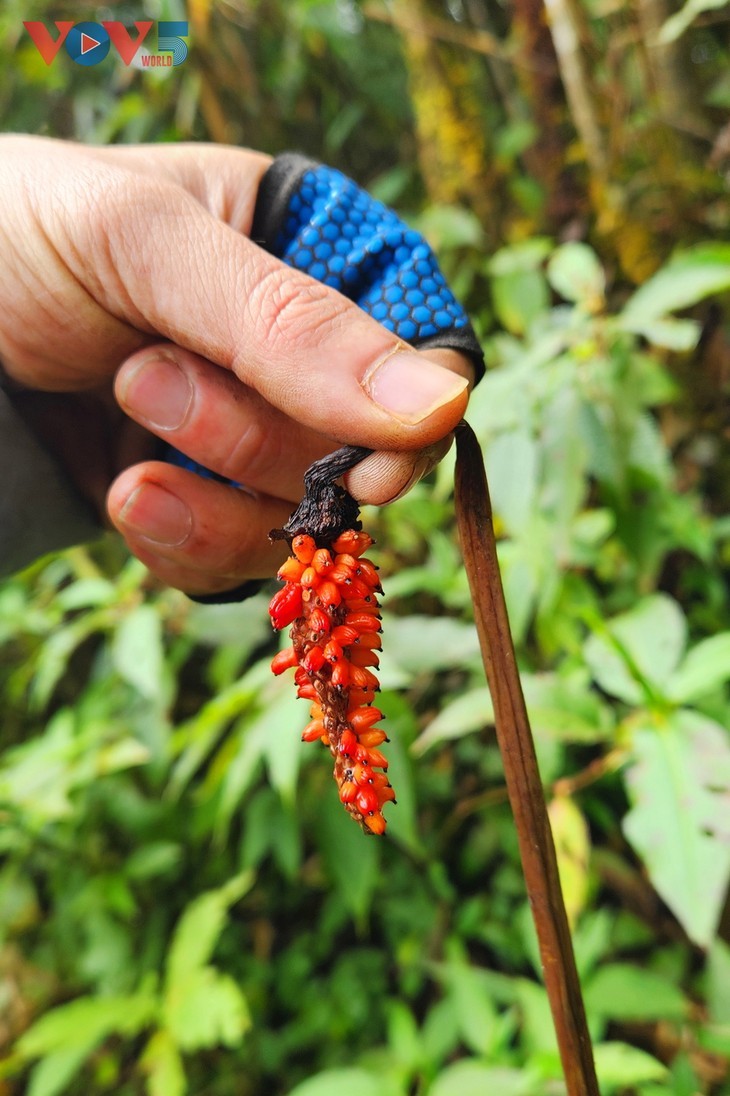 Cloud hunting on Ky Quan San mountain peak - ảnh 16