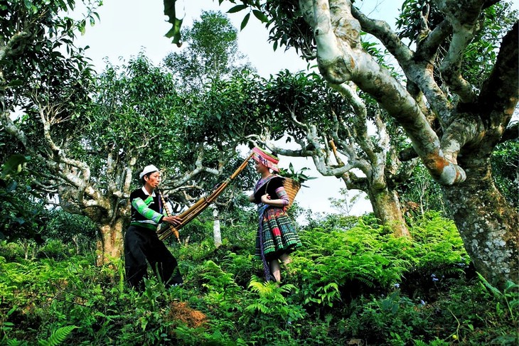 Behind the Brew: Secrets that make Suoi Giang’s Shan Tuyet tea special - ảnh 2