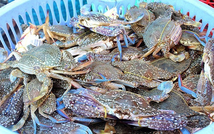 Vietnam’s crab and crustacean exports hit 62 million USD - ảnh 1