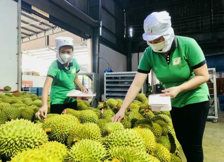 Processed fruit and vegetable exports surge in 7 months  - ảnh 1