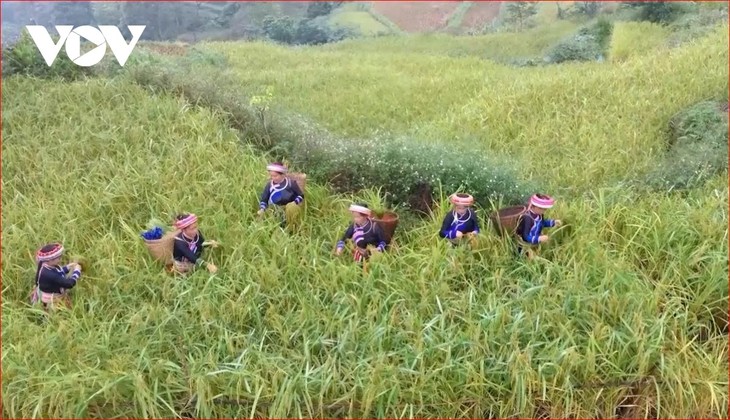 Dao ethnic Party member leads by example in Thai Nguyen’s Dao community  - ảnh 2