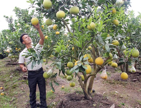 Các địa phương chuẩn bị hoa, cây cảnh cho nhu cầu chơi Tết - ảnh 2