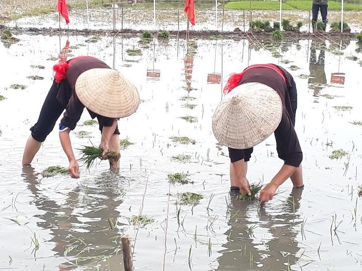    Đặc sắc lễ hội xuống đồng của người dân thị xã Quảng Yên, tỉnh Quảng Ninh - ảnh 2