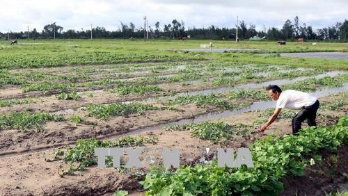 Các địa phương khẩn trương khắc phục hậu quả bão Sơn Tinh - ảnh 2