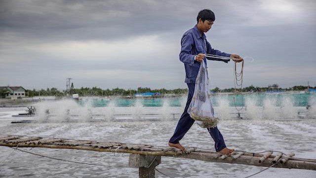 An toàn thực phẩm và một nền nông nghiệp sạch - ảnh 2