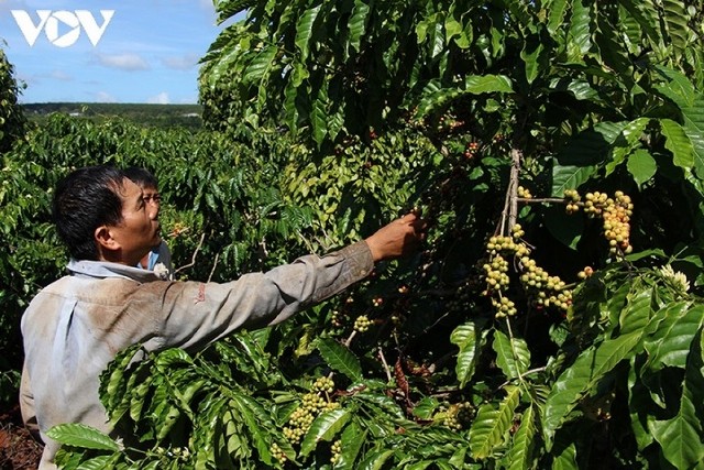 Nông dân Đắk Lắk đặt niềm tin vào Hội nghị đối thoại với Thủ tướng - ảnh 1