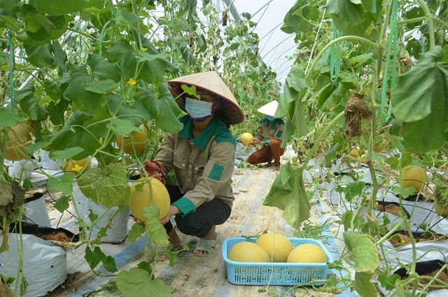 Phát triển nông nghiệp sinh thái, nông dân văn minh, nông thôn hiện đại - ảnh 1