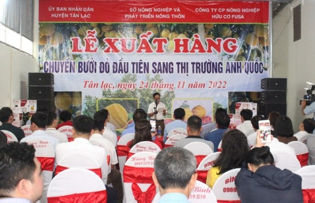  Xuất khẩu lô bưởi đỏ Tân Lạc đầu tiên sang Anh - ảnh 1