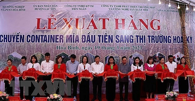 Tỉnh Hòa Bình xuất khẩu lô hàng mía tươi đầu tiên sang Hoa Kỳ  - ảnh 1