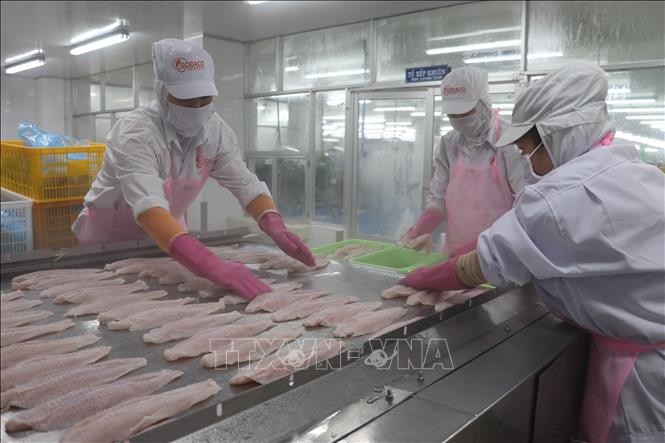 Экспорт вьетнамских морепродуктов в первом полугодии достиг 4,4 млрд долларов США - ảnh 1