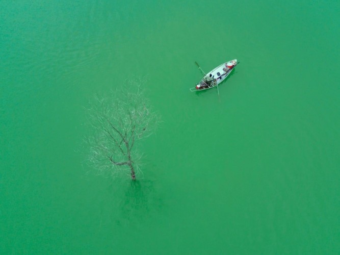 Amazing photos of “Lonely Trees” in Vietnam - ảnh 11