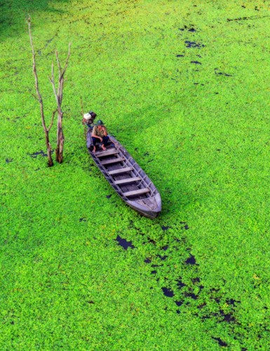 Amazing photos of “Lonely Trees” in Vietnam - ảnh 1