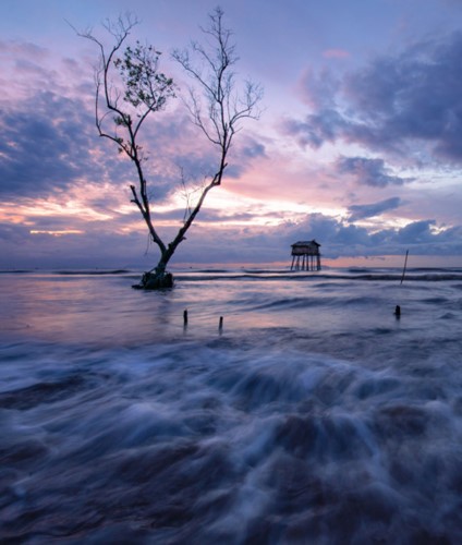 Amazing photos of “Lonely Trees” in Vietnam - ảnh 2