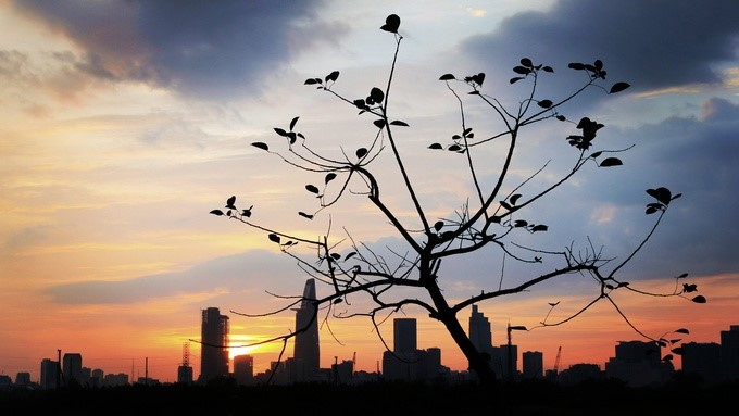 Amazing photos of “Lonely Trees” in Vietnam - ảnh 3