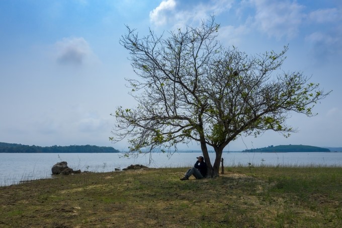 Amazing photos of “Lonely Trees” in Vietnam - ảnh 7