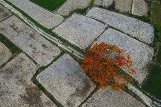 Amazing photos of “Lonely Trees” in Vietnam - ảnh 8