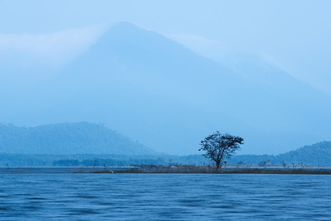 Amazing photos of “Lonely Trees” in Vietnam - ảnh 9