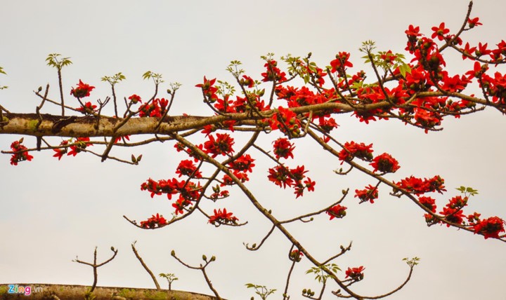 Truong Son Dong mountain range – ideal place for cloud hunters - ảnh 9