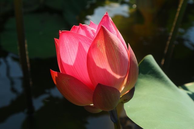 Exploring stunning lotus flower fields of Quang Nam - ảnh 9