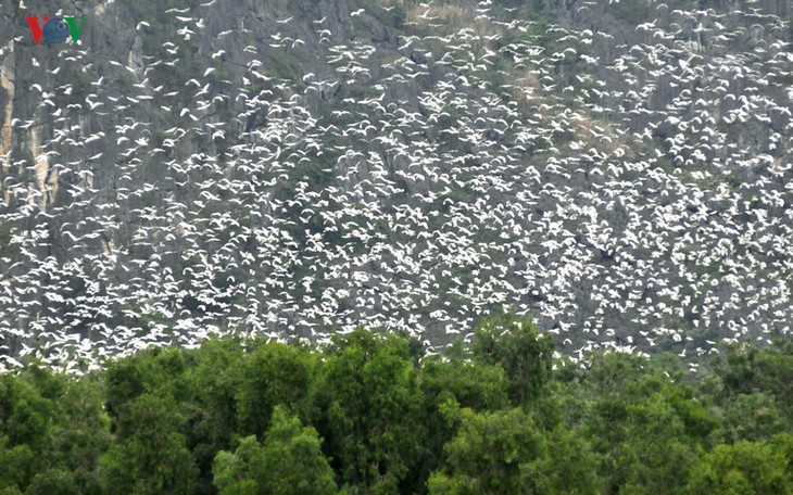 Khám phá vẻ đẹp Vân Long- Khu Bảo tồn được trao bằng công nhận khu Ramsar thứ 9 của Vệt Nam - ảnh 8