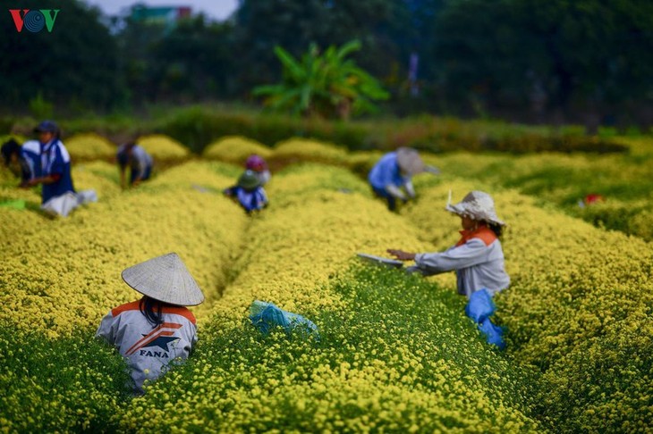 Ngất ngây sắc vàng rực rỡ của cánh đồng hoa cúc chi gần Hà Nội - ảnh 3