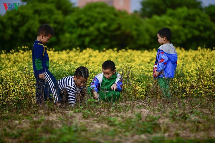 Ngất ngây sắc vàng rực rỡ của cánh đồng hoa cúc chi gần Hà Nội - ảnh 6