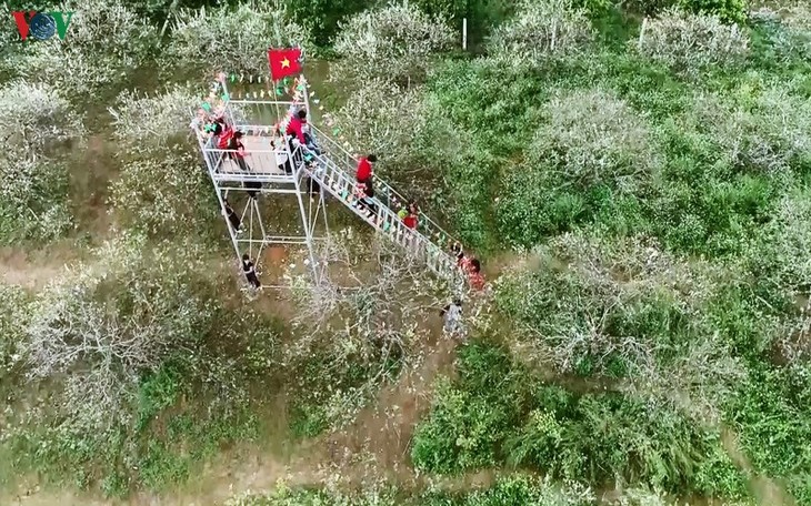 Hoa mận bung sắc phủ trắng cao nguyên Mộc Châu - ảnh 11