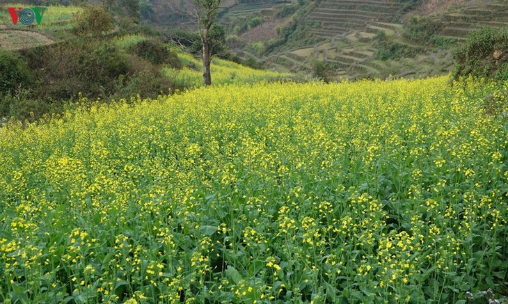 Ảnh: Mùa vàng hoa cải trên danh thắng ruộng bậc thang Mù Cang Chải - ảnh 1