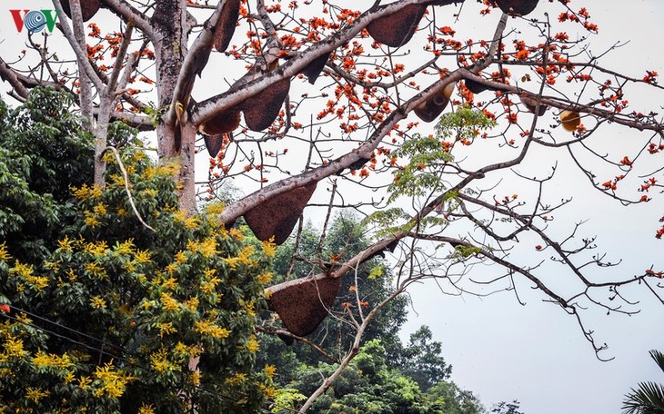 Đẹp ngỡ ngàng cây gạo hoa rực đỏ với hàng chục đàn ong tìm về làm tổ - ảnh 2