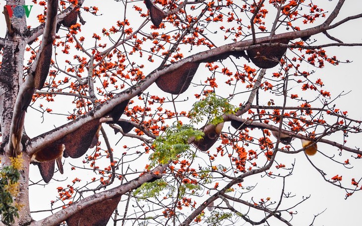 Đẹp ngỡ ngàng cây gạo hoa rực đỏ với hàng chục đàn ong tìm về làm tổ - ảnh 3