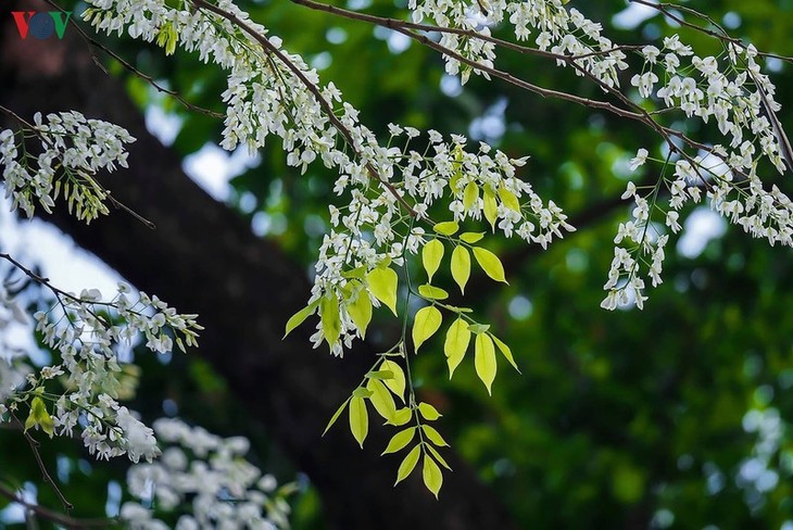 Ngắm hoa sưa nở trắng tinh khôi trên đường phố Hà Nội - ảnh 5