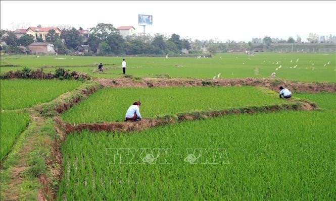 Ảnh: Cuộc sống ở tâm dịch Sơn Lôi trước ngày dỡ bỏ lệnh cách ly - ảnh 7