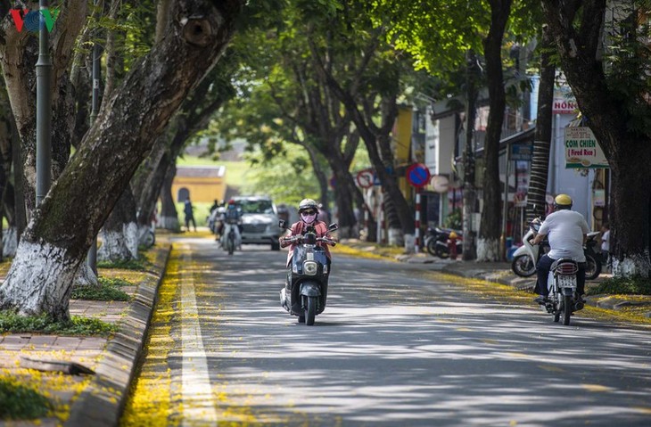 Lang thang mùa điệp vàng xứ Huế - ảnh 1