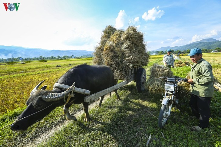 Đẹp ngỡ ngàng “Mùa vàng” trên cánh đồng Mường Thanh - ảnh 15