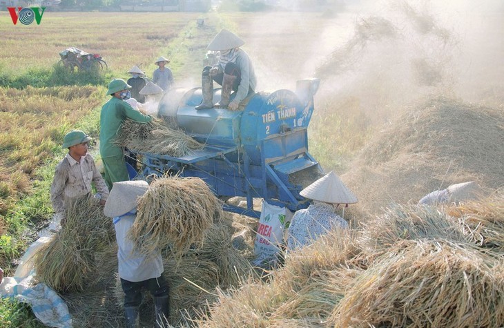 Đẹp ngỡ ngàng “Mùa vàng” trên cánh đồng Mường Thanh - ảnh 17